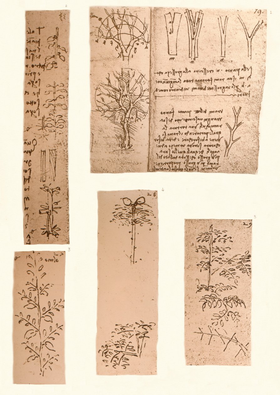 خمسة رسومات توضح عناصر رسم المناظر الطبيعية ، c1472-c1519 1883 بواسطة ليوناردو دا فينشي