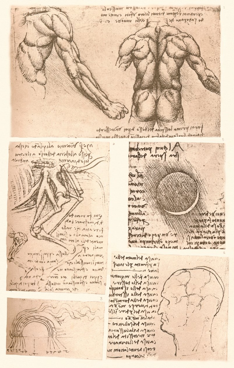 أربعة رسومات تشريحية ، c1472-c1519 1883 بواسطة ليوناردو دا فينشي