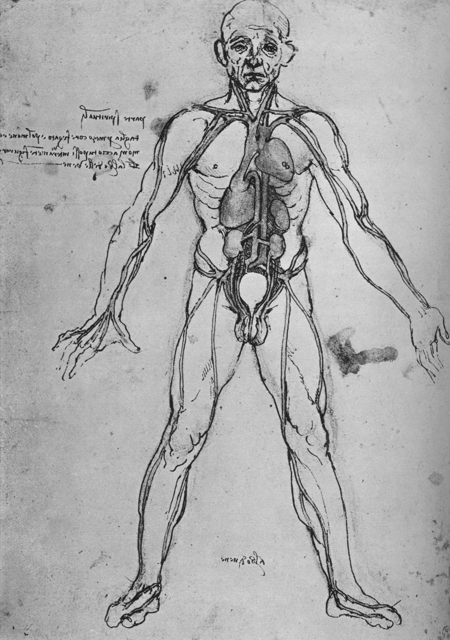 رسم الإنسان كشكل تشريحي لإظهار القلب والرئتين والشرايين الرئيسية ، c1480 1945 بواسطة ليوناردو دا فينشي