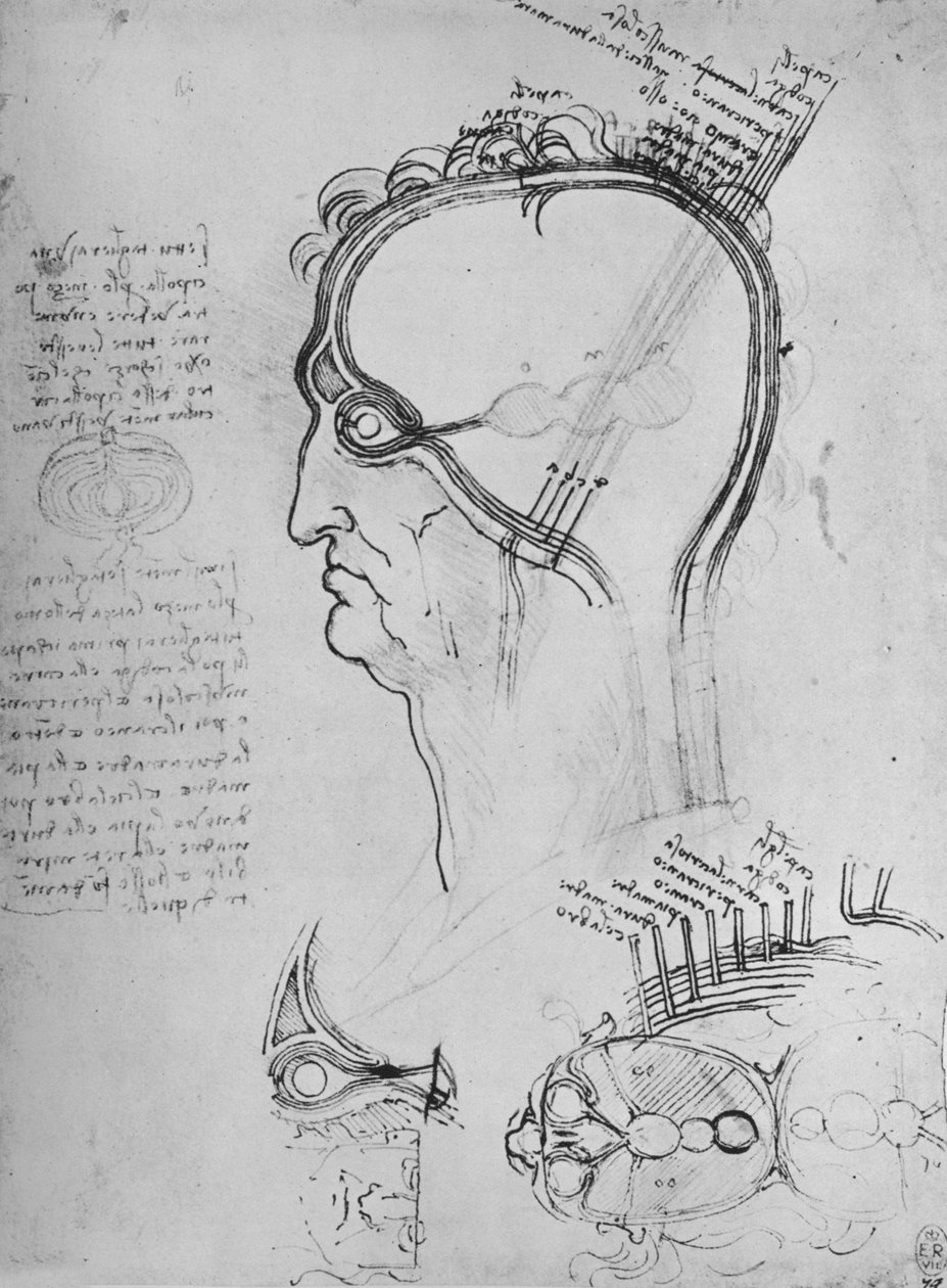 أقسام رأس مان تظهر تشريح العين ، إلخ ، c1480 1945 بواسطة ليوناردو دا فينشي