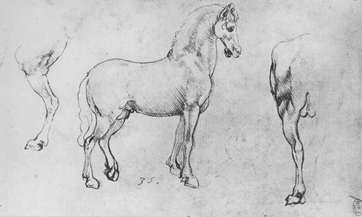 دراسة الحصان ، بالقرب من ساقه هندية وأحياءه هند ، c1480 1945 بواسطة ليوناردو دا فينشي