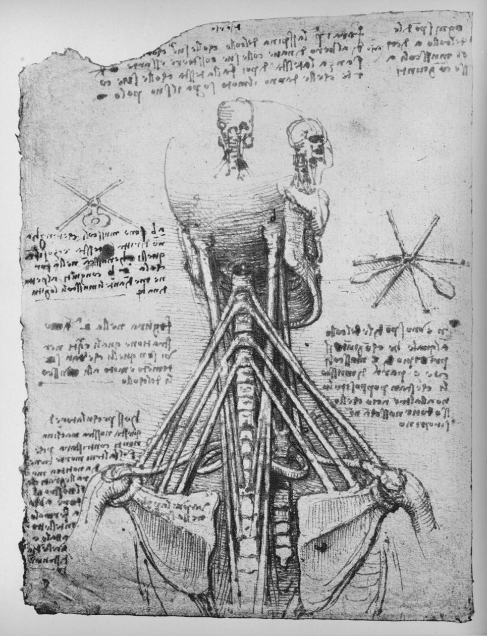 دراسة المنظر الخلفي لهيكل عظمي ، تظهر الأوتار في الرقبة ، c1480 1945 بواسطة ليوناردو دا فينشي