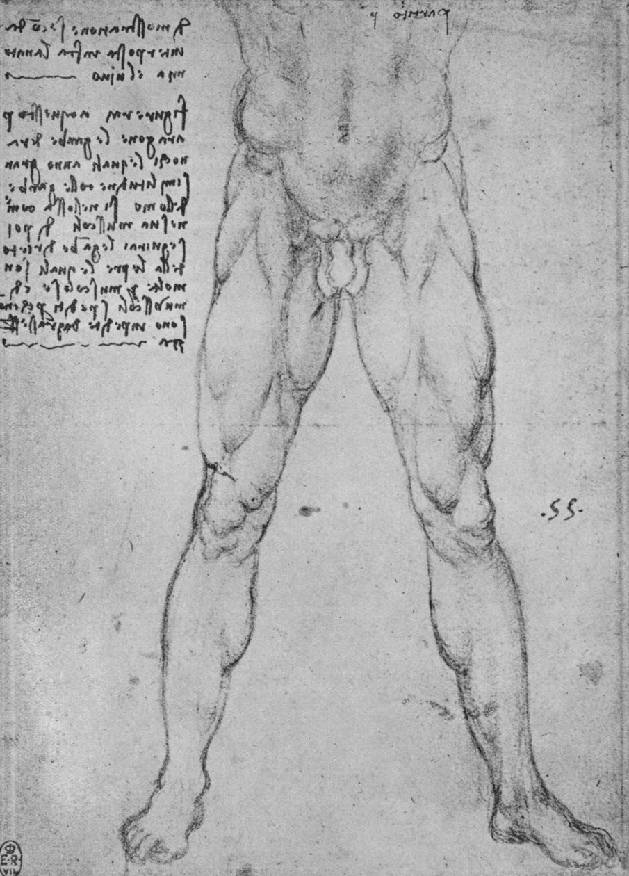 دراسة النصف السفلي لرجل عاري يواجه الجبهة ، c1480 1945 بواسطة ليوناردو دا فينشي