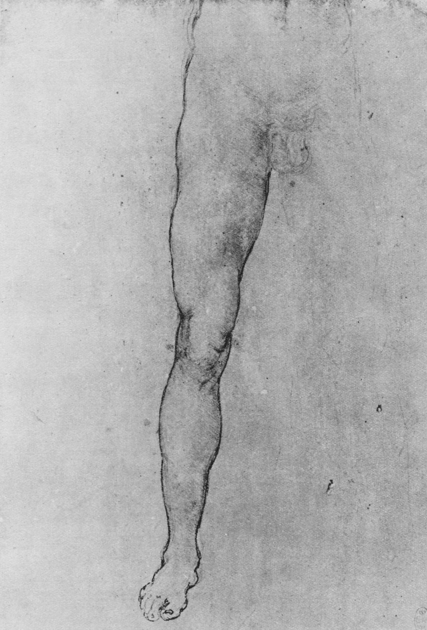 دراسة النصف السفلي لرجل عاري يواجه الجبهة ، c1480 1945 بواسطة ليوناردو دا فينشي