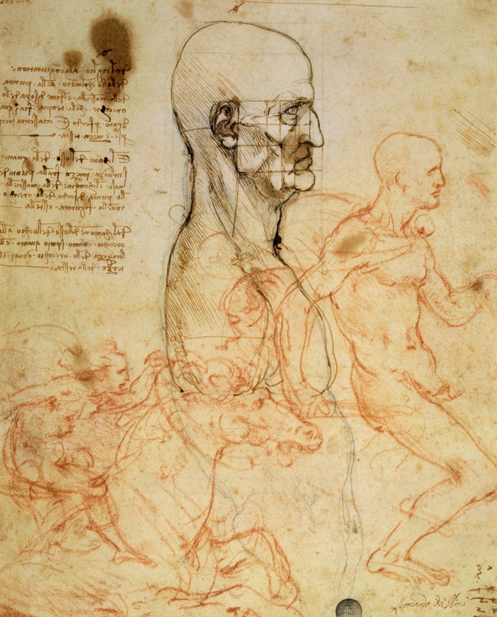 جذع لرجل في الملف الشخصي ، مربع الرأس للنسب ، ومخططات لفروسية ، c.1490 و c.1504 (قلم وحبر وطباشير أحمر فوق نقطة معدنية على ورق بواسطة ليوناردو دا فينشي