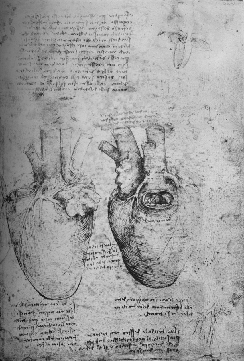 رسمان للقلب ، c1480 1945 بواسطة ليوناردو دا فينشي