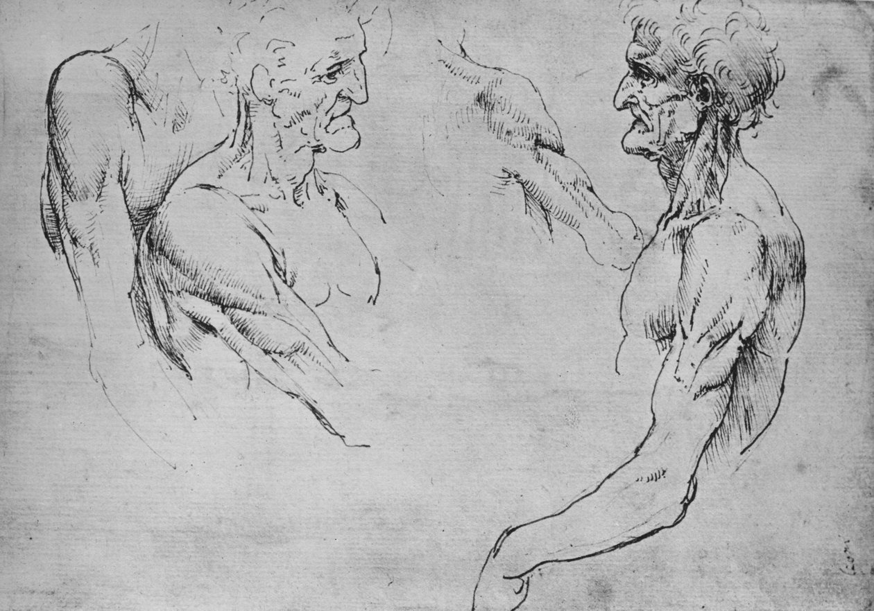 دراستان للجزء العلوي من رجل عجوز ودراستين للأسلحة ، c1480 1945 بواسطة ليوناردو دا فينشي