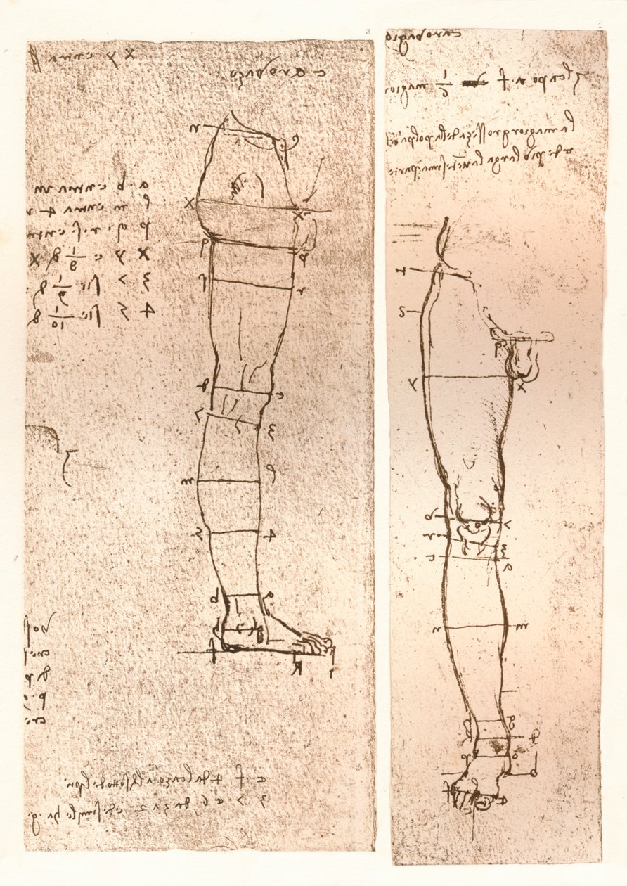 رسمان يوضحان نظرية نسب الشكل البشري ، c1472-c1519 1883 بواسطة ليوناردو دا فينشي