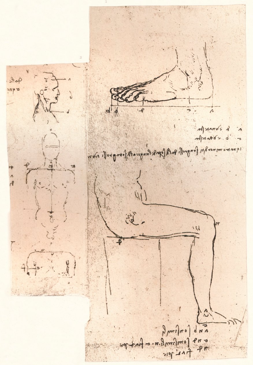 رسمان يوضحان نظرية نسب الشكل البشري ، c1472-c1519 1883 بواسطة ليوناردو دا فينشي