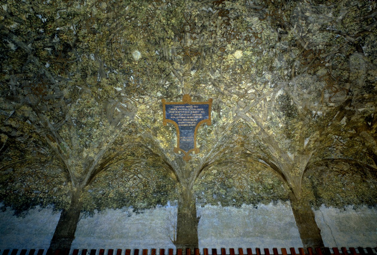 تشابك الخضار. تمبرا على الحائط ليوناردو دافنشي (1452-1519) (ليونارد دي فينشي) 1498 سالا ديلي آسي ، كاستيلو سفورزيسكو (قلعة الدوقات سفورزا) ميلان بواسطة ليوناردو دا فينشي