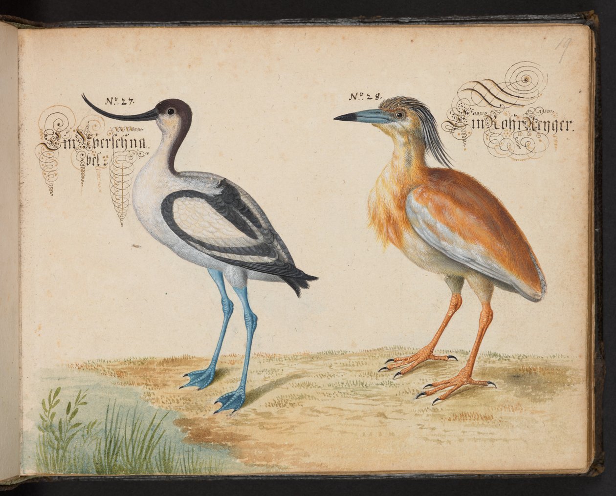 أضف 6485 f.19 Avocet و Squacco Heron بواسطة ليونارد بالدنر