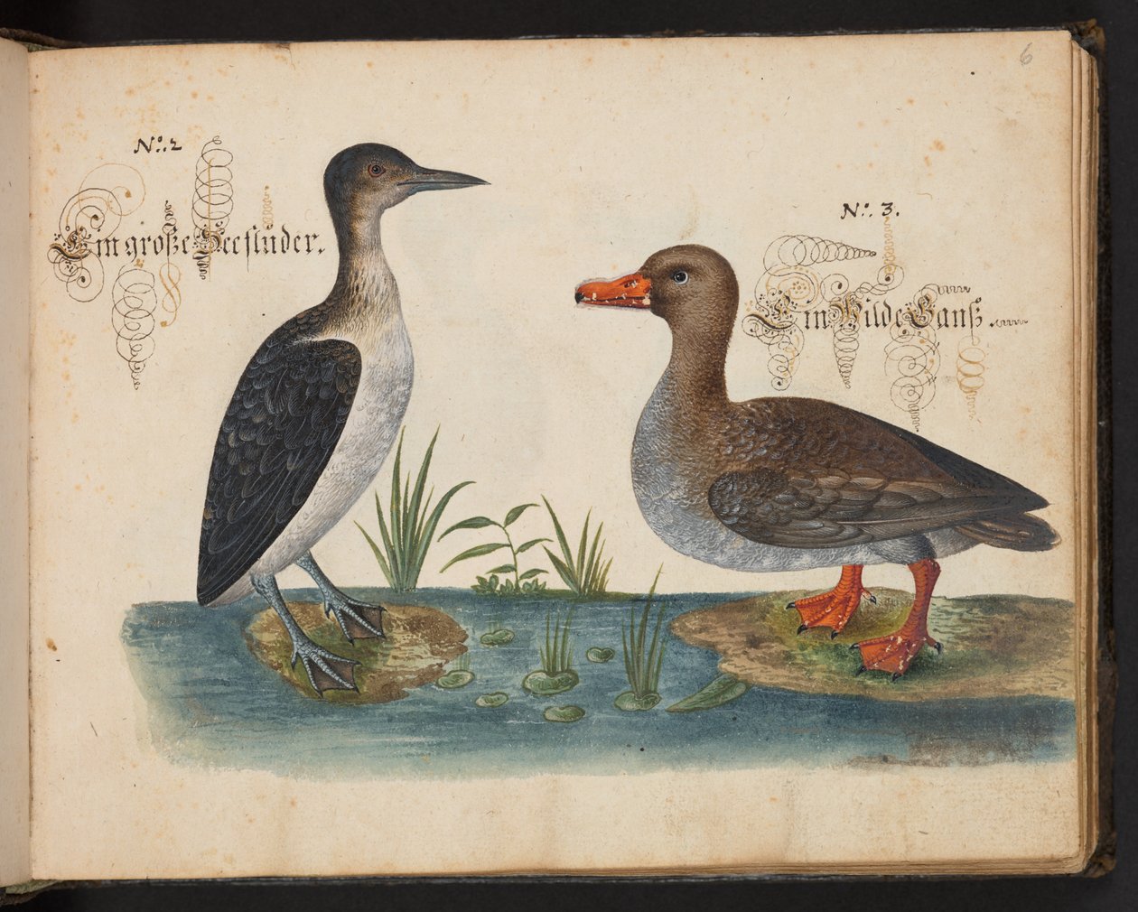 quot;وصف طبيعي دقيق وتحديد للطيور المائية، والأسماك، والوحوش ذات الأربع أقدام، والحشرات، والديدان، الموجودة في المياه في ستراسبورغ [ستراسبورغ]، والتي قمت بنفسي بإطلاق النار عليها والتعامل معها. ليونارد بالدنر، فيشر ومواطن في ستراسبورغ quot;، ج بواسطة ليونارد بالدنر