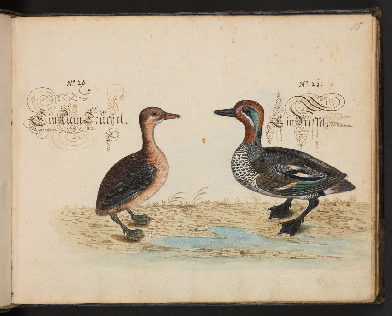 "وصف طبيعي دقيق وترسيم لطيور الماء ، والأسماك ، والوحوش رباعية الأقدام ، والحشرات ، والديدان ، التي توجد في المياه في ستراسبورغ [ستراسبورغ] ، والتي قمت برميها والتعامل معها بنفسي. ليونارد بالدنر ، فيشر ومواطن في ستراسبورغ "، ج بواسطة ليونارد بالدنر