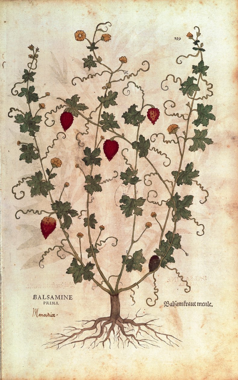 Balsam apple (Momordica balsamina) by Leonhart Fuchs from De historia stirpium commentarii insignes (Notable Commentaries on the History of Plants), coloured engraving بواسطة ليونارد فوكس
