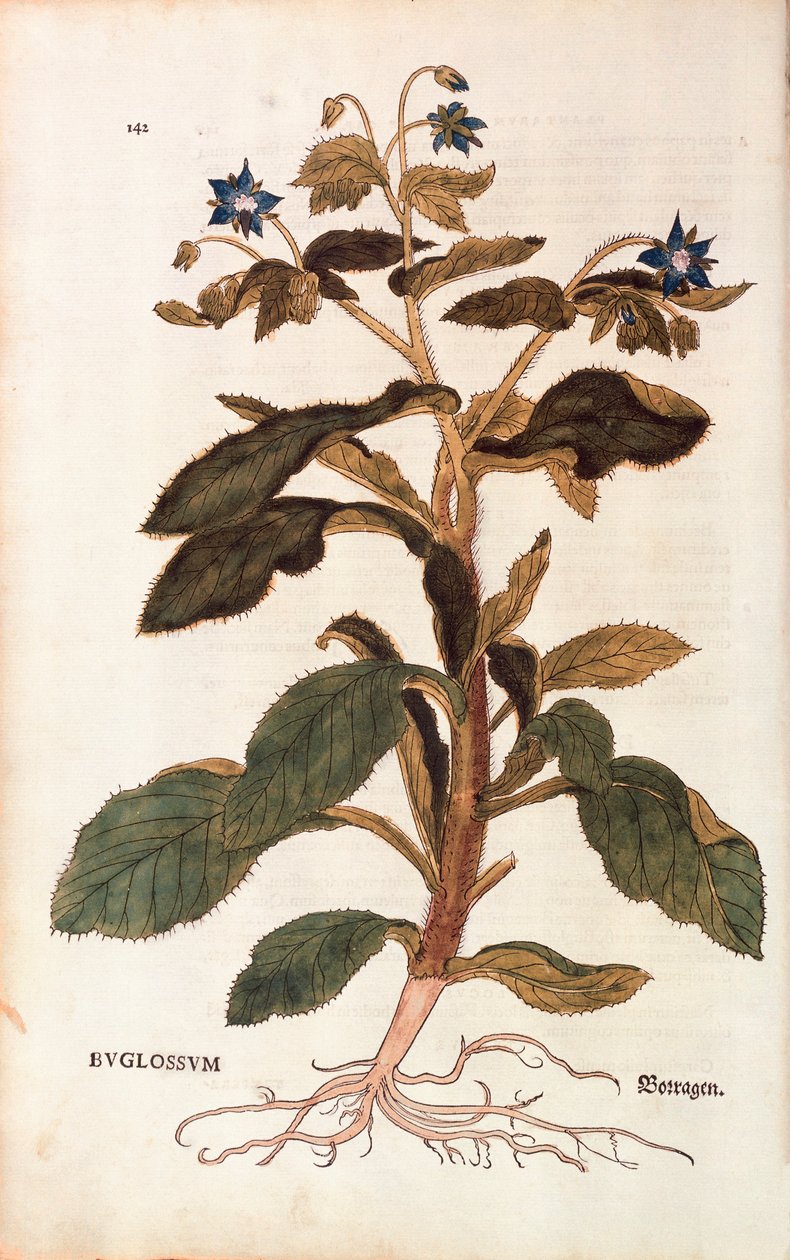 Borage - Borago officinalis (Buglossum) by Leonhart Fuchs from De historia stirpium commentarii insignes (Notable Commentaries on the History of Plants), coloured engraving بواسطة ليونارد فوكس