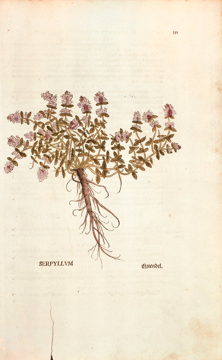Breckland or Wild Thyme (Thymus serpyllum) by Leonhart Fuchs from De historia stirpium commentarii insignes (Notable Commentaries on the History of Plants) coloured engraving بواسطة ليونارد فوكس