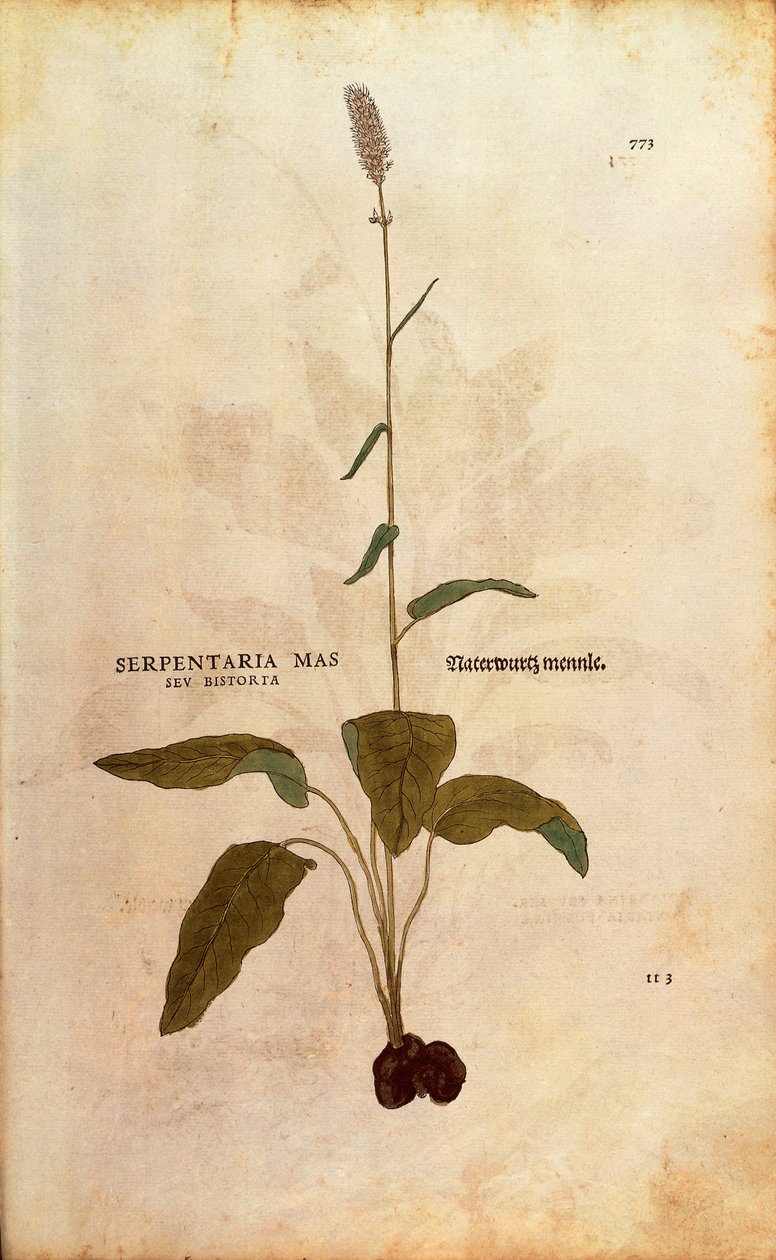 Common Bistort - Persicaria bistorta or Bistorta polygonum (Serpentaria mas seu bistorta) by Leonhart Fuchs from De historia stirpium commentarii insignes (Notable Commentaries on the History of Plants) coloured engraving بواسطة ليونارد فوكس
