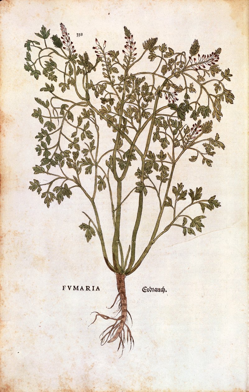 Common Fumitory (Fumaria officinalis) بواسطة ليونارد فوكس