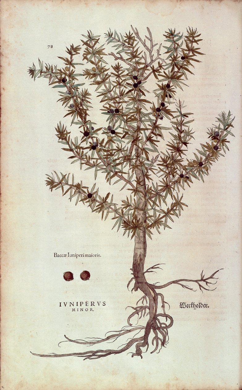 Common Juniper - Juniperus communis (Juniperus minor) by Leonhart Fuchs from De historia stirpium commentarii insignes (Notable Commentaries on the History of Plants) coloured engraving بواسطة ليونارد فوكس