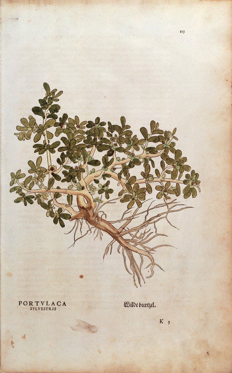 Common Purslane or Pigweed - Portulaca oleracea (Portulaca sylvestris) by Leonhart Fuchs from De historia stirpium commentarii insignes (Notable Commentaries on the History of Plants), coloured engraving بواسطة ليونارد فوكس