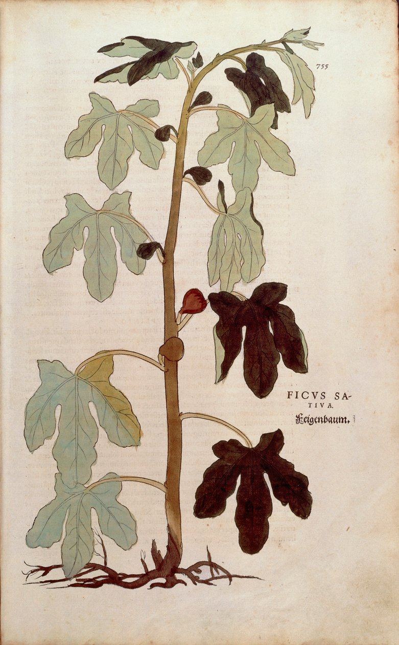 Common fig - Ficus carica (Ficus sativa) by Leonhart Fuchs from De historia stirpium commentarii insignes (Notable Commentaries on the History of Plants), coloured engraving بواسطة ليونارد فوكس