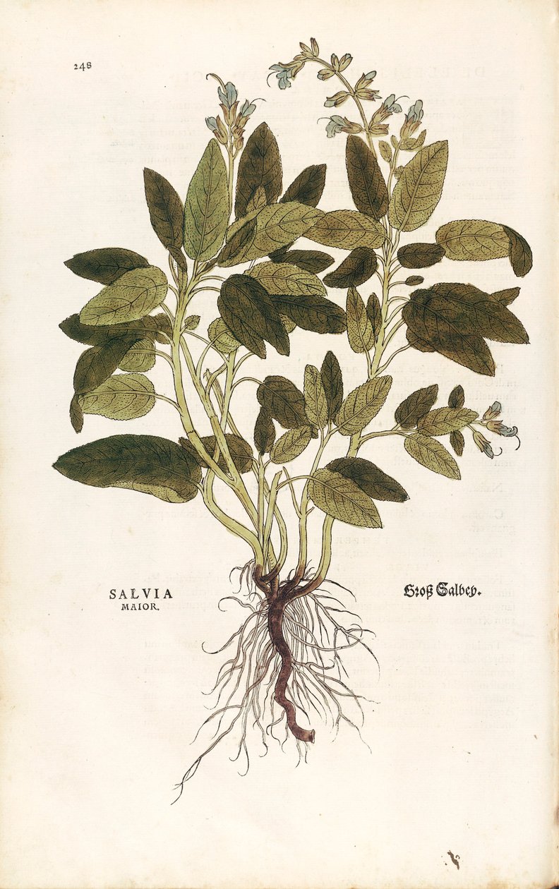 Common sage - Salvia officinalis (Salvia maior) by Leonhart Fuchs from De historia stirpium commentarii insignes (Notable Commentaries on the History of Plants) coloured engraving بواسطة ليونارد فوكس