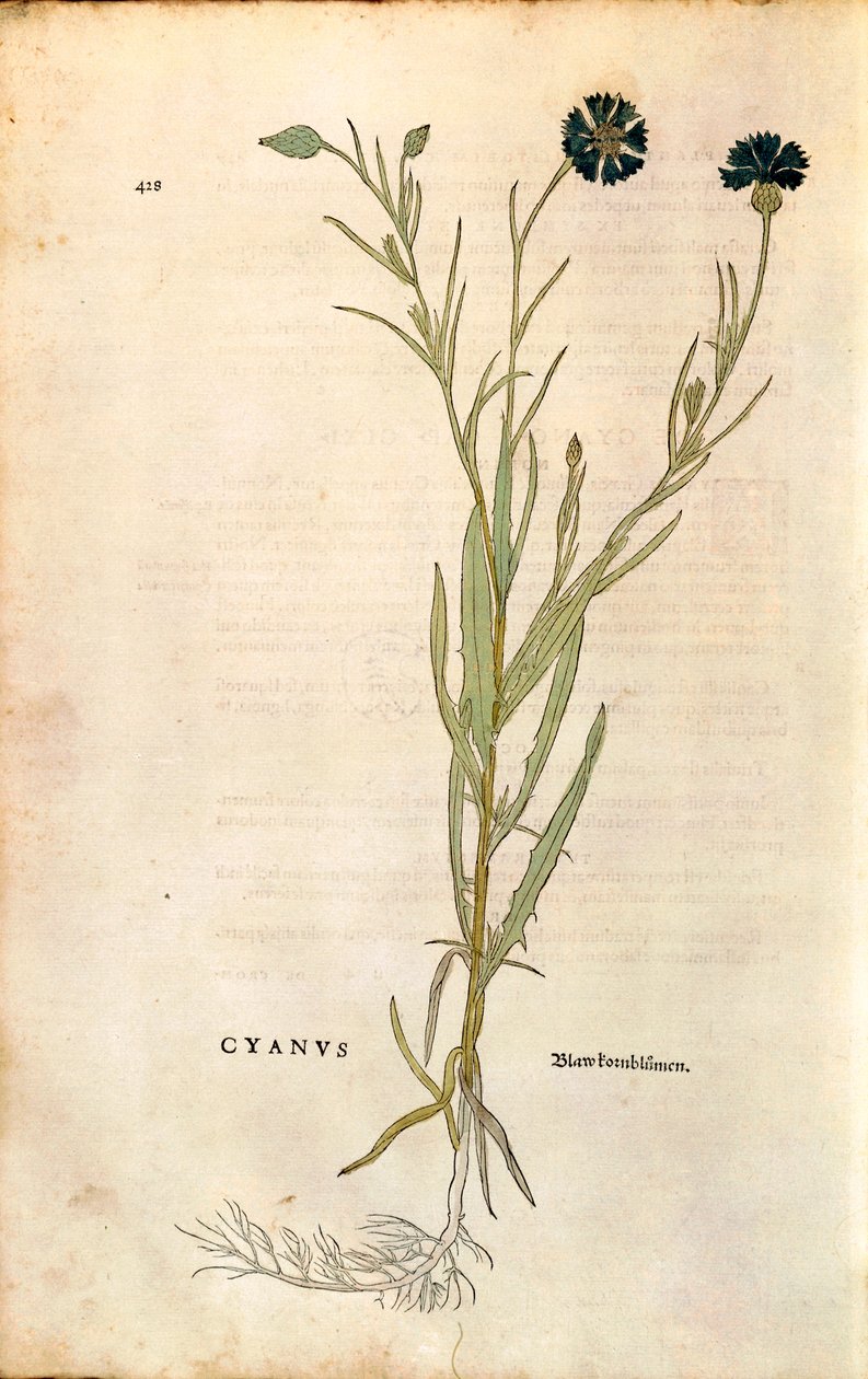 ردة الذرة (Centaurea cyanus) بواسطة Leonhart Fuchs من De historyia stirpium commentarii insignes (تعليقات بارزة على تاريخ النباتات) ، نقش ملون بواسطة ليونارد فوكس