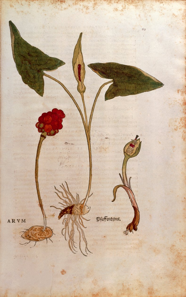 الوقواق باينت أو اللوردات والسيدات الإيطاليين - Arum italicum (Arum) بواسطة Leonhart Fuchs من De historyia stirpium commentarii insignes (تعليقات بارزة على تاريخ النباتات) ، نقش ملون بواسطة ليونارد فوكس