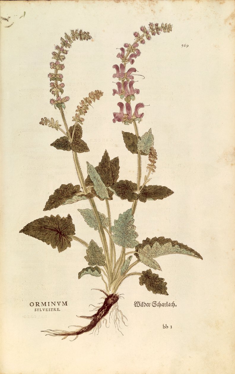 Dragonmouth (Horminum or Orminum sylvestre) by Leonhart Fuchs from De historia stirpium commentarii insignes (Notable Commentaries on the History of Plants), coloured engraving بواسطة ليونارد فوكس