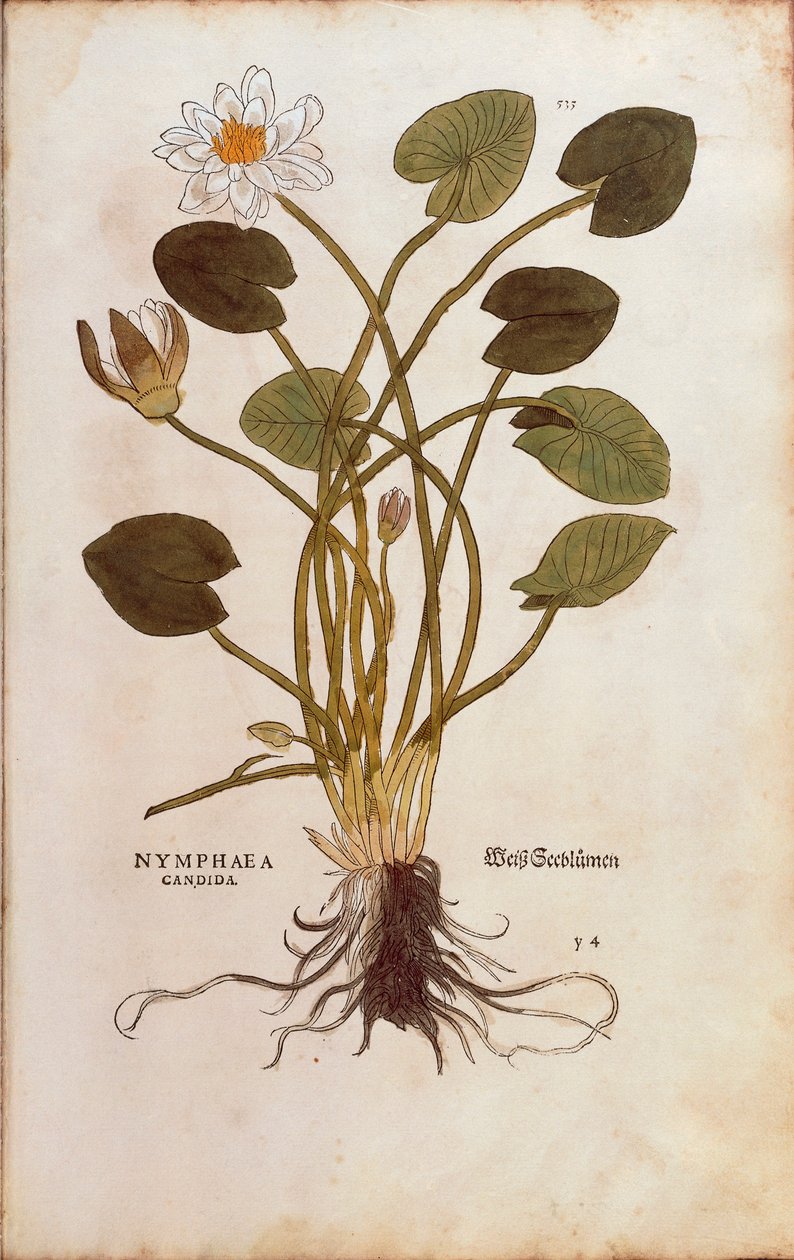 European White Waterlily or White Lotus - Nymphaea alba (Nymphaea candida) by Leonhart Fuchs from De historia stirpium commentarii insignes (Notable Commentaries on the History of Plants), coloured engraving بواسطة ليونارد فوكس
