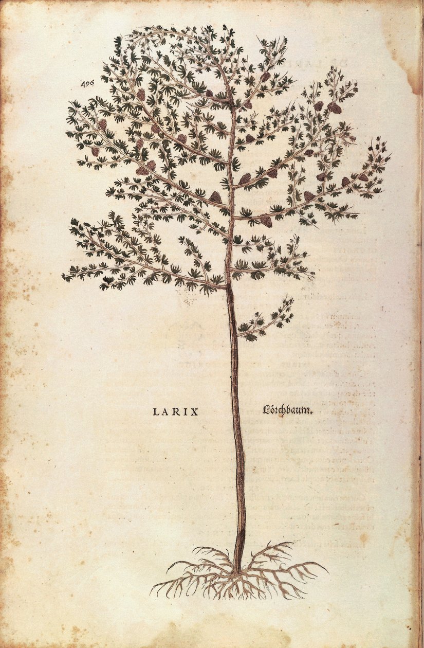 European larch (Larix decidua) by Leonhart Fuchs from De historia stirpium commentarii insignes (Notable Commentaries on the History of Plants) coloured engraving بواسطة ليونارد فوكس