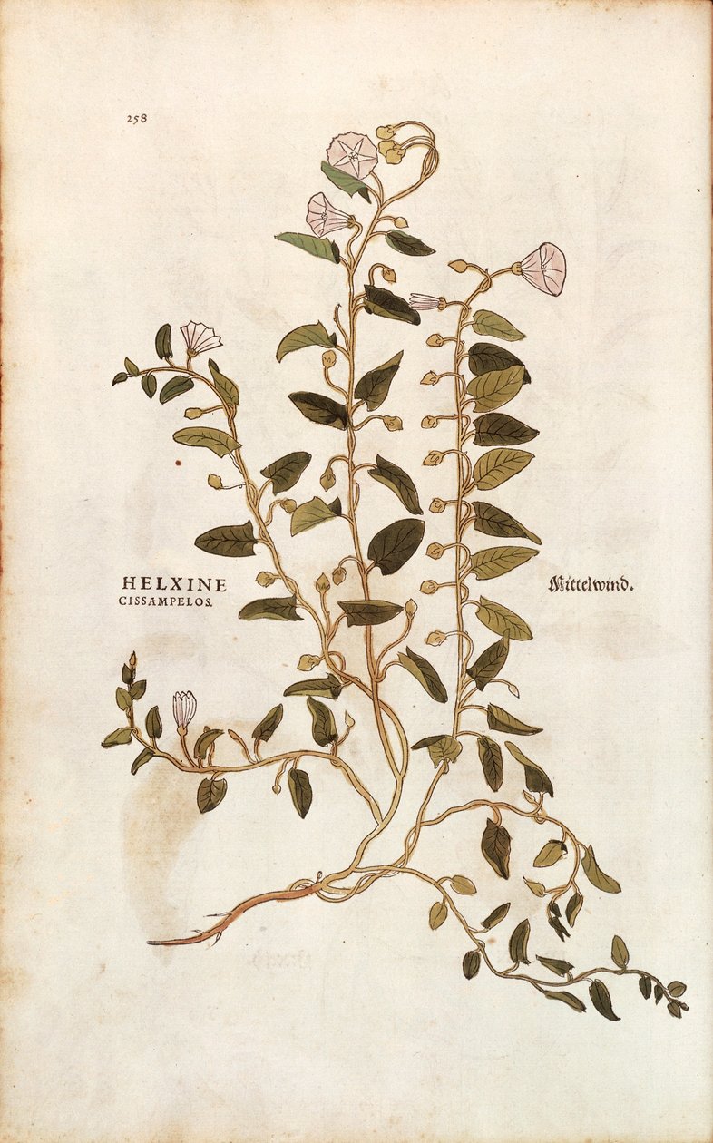 عشب الحقل - اللبلاب arvensis (Helxine cissampelos) بواسطة Leonhart Fuchs من De historyia stirpium commentarii insignes (التعليقات البارزة على تاريخ النباتات) النقش الملون بواسطة ليونارد فوكس