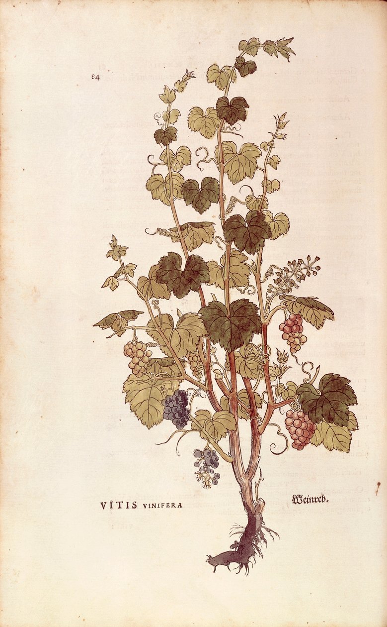 كرمة العنب (Vitis vinifera) بواسطة Leonhart Fuchs من De historyia stirpium commentarii insignes (تعليقات بارزة على تاريخ النباتات) ، نقش ملون بواسطة ليونارد فوكس