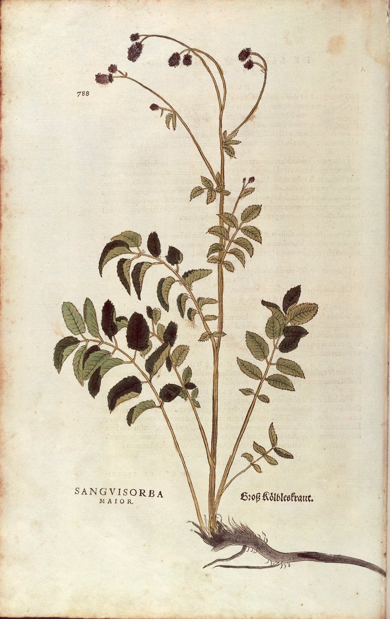 Great burnet - Sanguisorba officinalis (Sanguisorba major) by Leonhart Fuchs from De historia stirpium commentarii insignes (Notable Commentaries on the History of Plants) coloured engraving بواسطة ليونارد فوكس