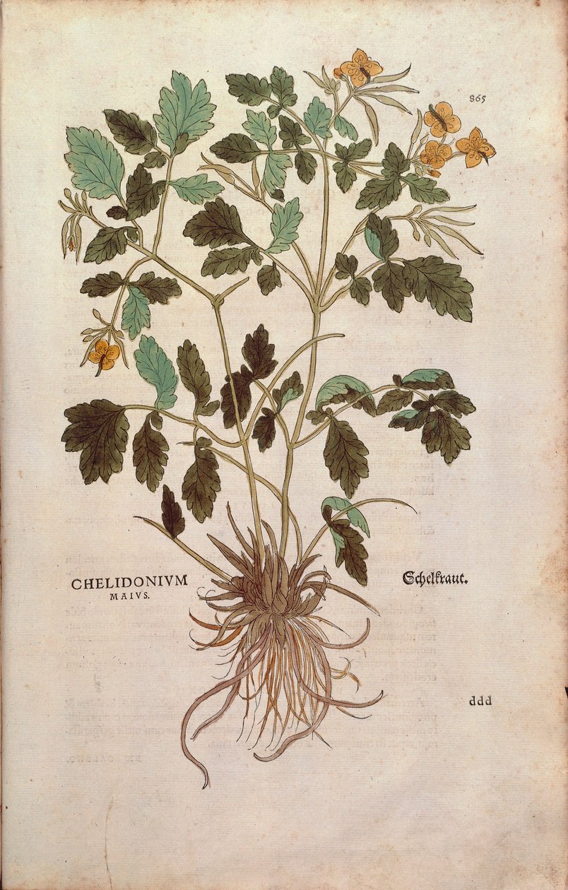 Greater celandine (Chelidonium majus) by Leonhart Fuchs from De historia stirpium commentarii insignes (Notable Commentaries on the History of Plants) coloured engraving بواسطة ليونارد فوكس