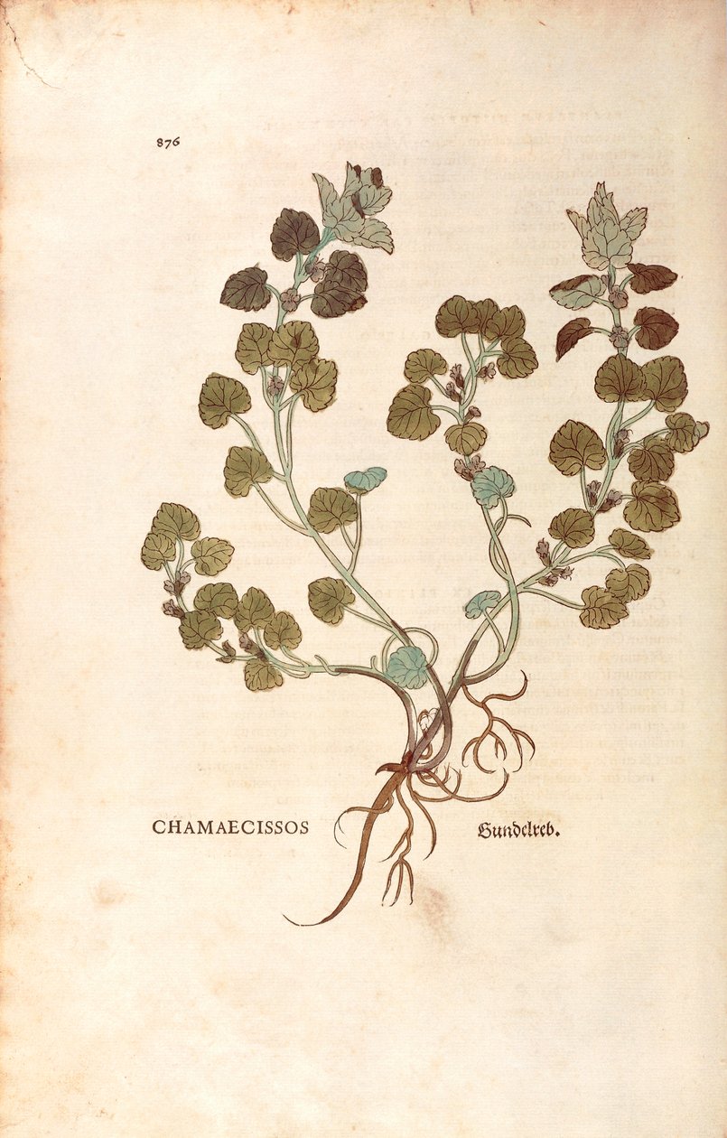 Ground-ivy - Glechoma hederacea (Chamaecissos) by Leonhart Fuchs from De historia stirpium commentarii insignes (Notable Commentaries on the History of Plants), coloured engraving بواسطة ليونارد فوكس