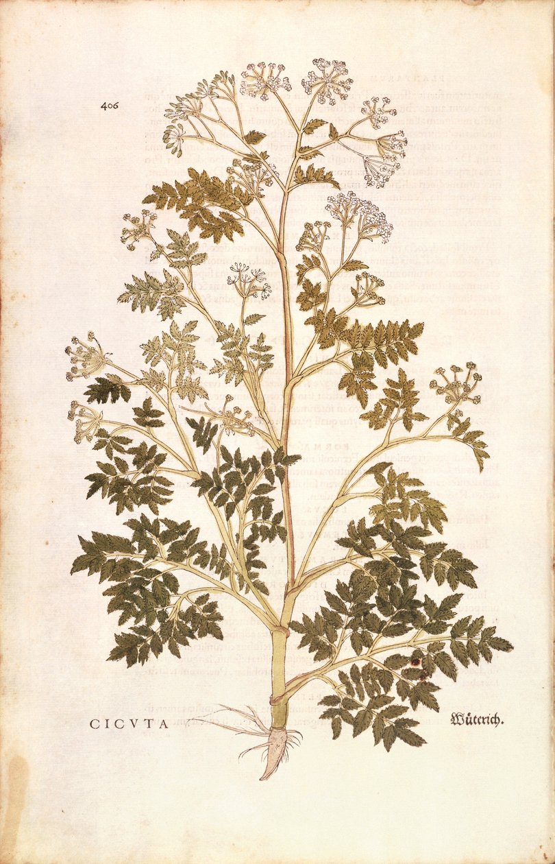 Hemlock - Conium maculatum (Cicuta) by Leonhart Fuchs from De historia stirpium commentarii insignes (Notable Commentaries on the History of Plants), coloured engraving بواسطة ليونارد فوكس