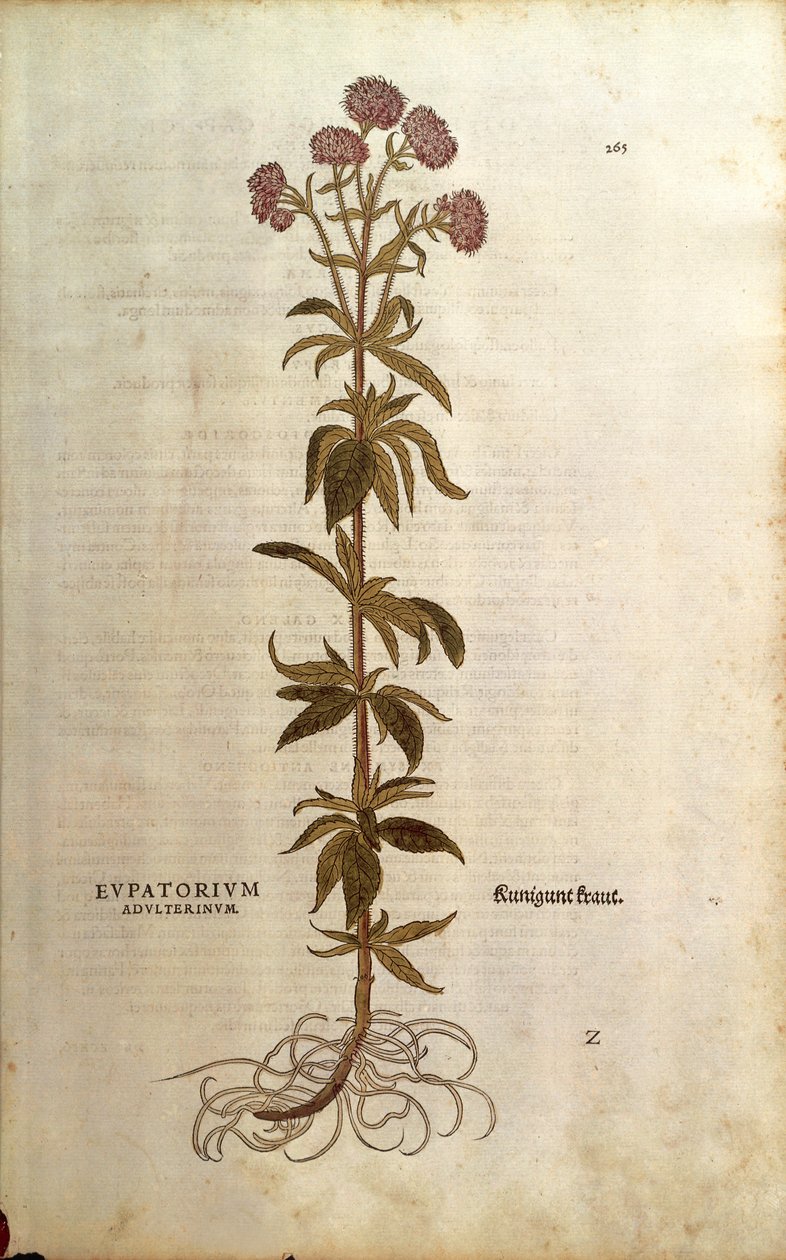 Hemp-agrimony - Eupatorium cannabinum (Eupatorium adulterinum) by Leonhart Fuchs from De historia stirpium commentarii insignes (Notable Commentaries on the History of Plants), coloured engraving بواسطة ليونارد فوكس