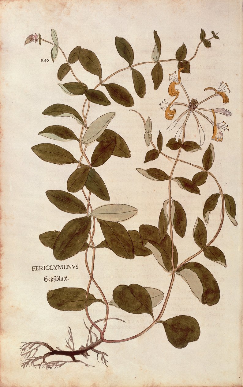 صريمة الجدي (Lonicera periclymenum) بواسطة Leonhart Fuchs من De historyia stirpium commentarii insignes (تعليقات بارزة على تاريخ النباتات) ، نقش ملون بواسطة ليونارد فوكس