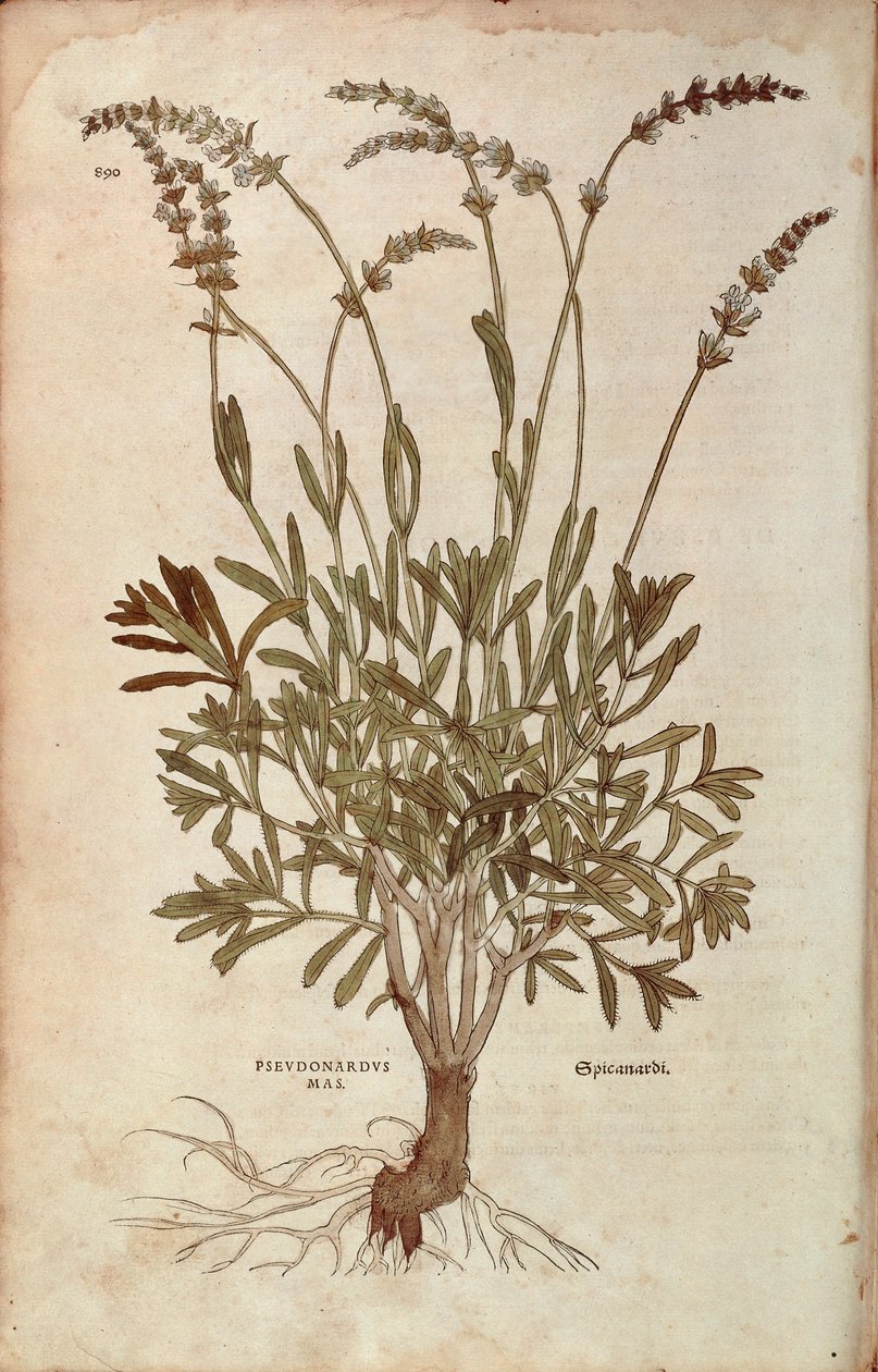 Lavender - Lavandula spica (Pseudonardus mas) by Leonhart Fuchs from De historia stirpium commentarii insignes (Notable Commentaries on the History of Plants), coloured engraving بواسطة ليونارد فوكس