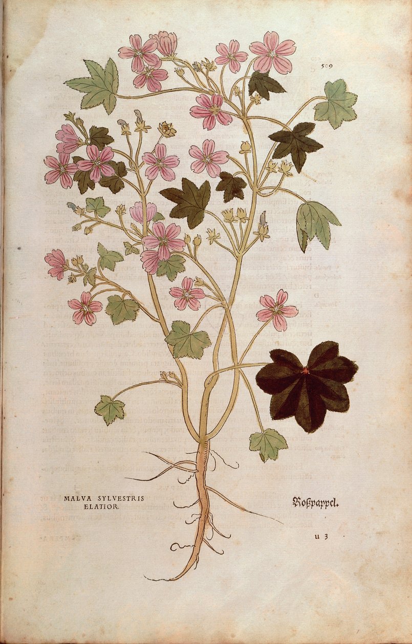 Mallow (Malva sylvestris elatior) by Leonhart Fuchs from De historia stirpium commentarii insignes (Notable Commentaries on the History of Plants), coloured engraving بواسطة ليونارد فوكس