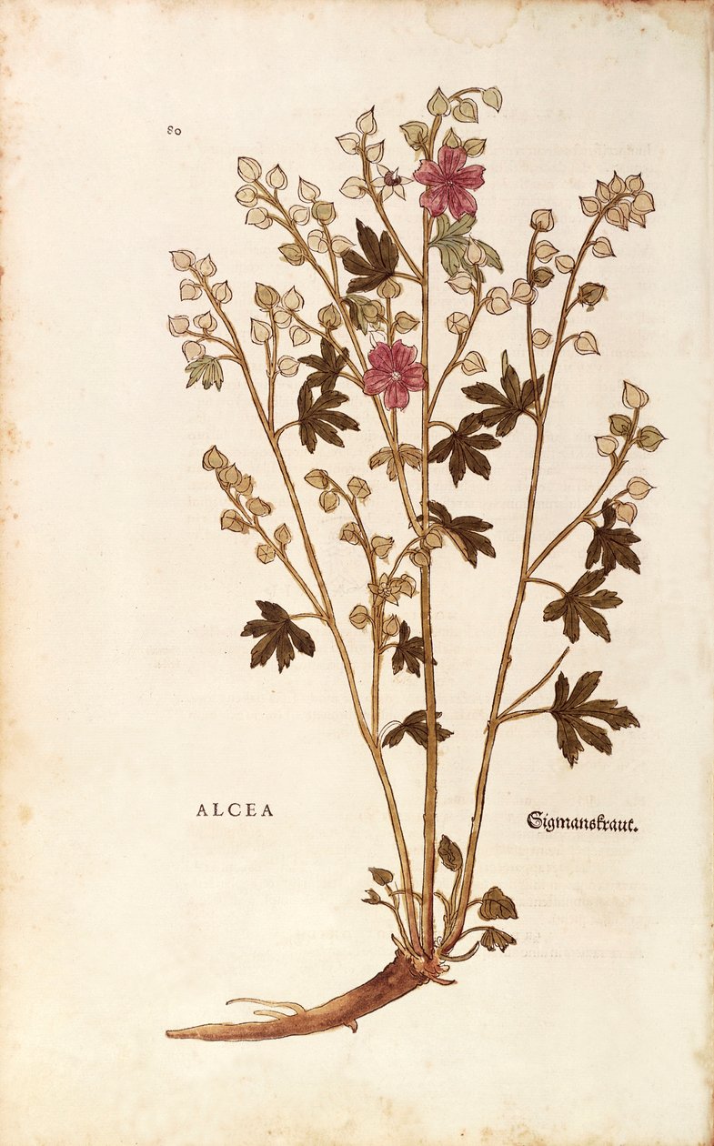 Marshmallow - Althaea by Leonhart Fuchs from De historia stirpium commentarii insignes (Notable Commentaries on the History of Plants) coloured engraving بواسطة ليونارد فوكس
