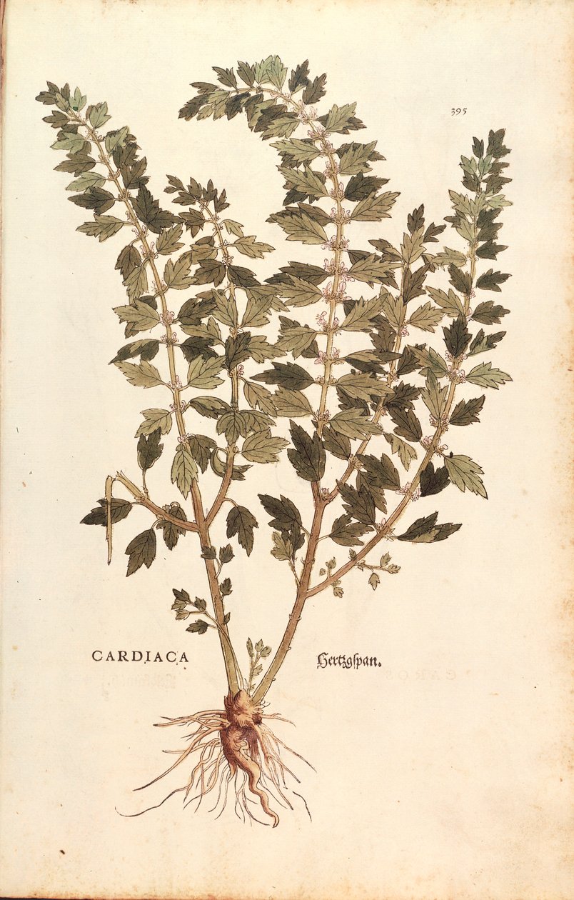 Motherwort (Leonurus cardiaca) by Leonhart Fuchs from De historia stirpium commentarii insignes (Notable Commentaries on the History of Plants) coloured engraving بواسطة ليونارد فوكس