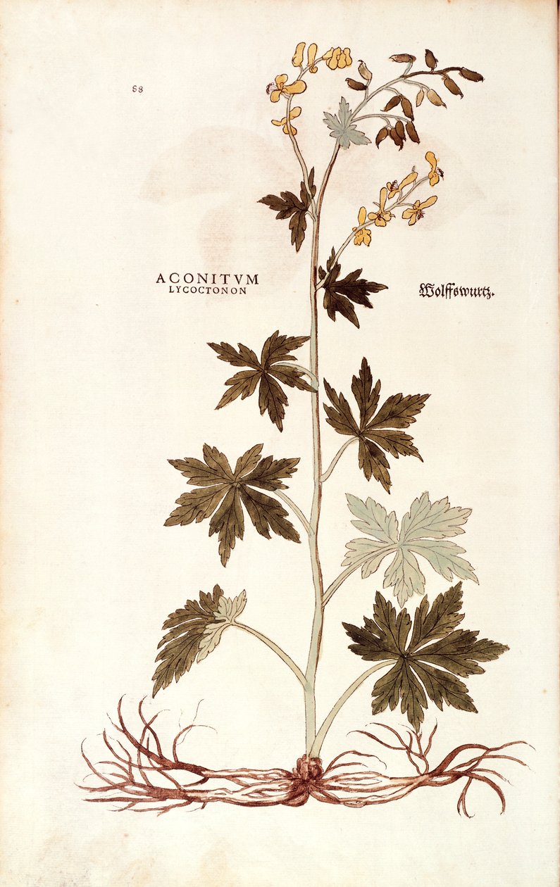 Northern Wolfsbane (Aconitum lycoctonum) بواسطة Leonhart Fuchs من De historyia stirpium commentarii insignes (تعليقات بارزة على تاريخ النباتات) ، نقش ملون بواسطة ليونارد فوكس