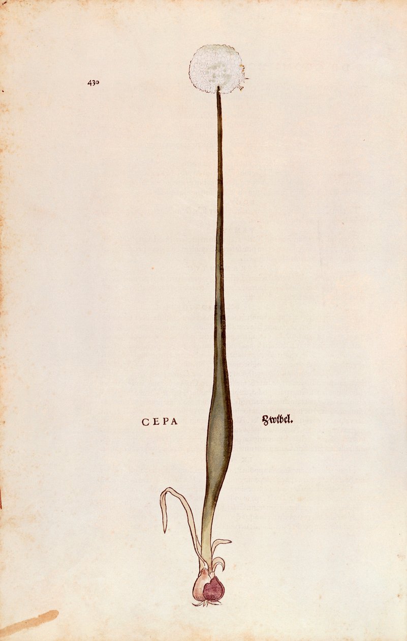 البصل (Allium cepa) بواسطة Leonhart Fuchs من De historyia stirpium commentarii insignes (تعليقات بارزة على تاريخ النباتات) ، نقش ملون بواسطة ليونارد فوكس