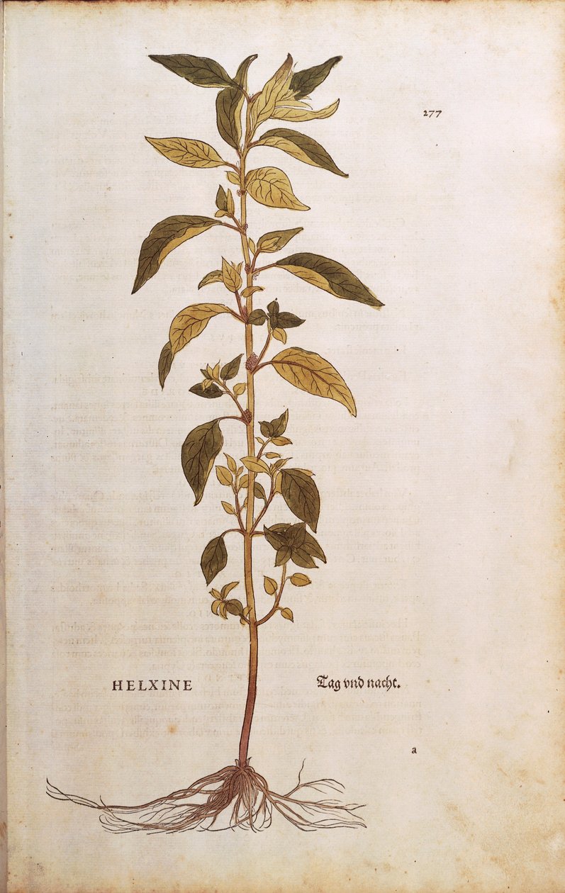 Pellitory-of-the-wall أو lichwort - Parietaria officinalis (Helxine) بواسطة Leonhart Fuchs من De historyia stirpium commentarii insignes (تعليقات بارزة على تاريخ النباتات) نقش ملون بواسطة ليونارد فوكس