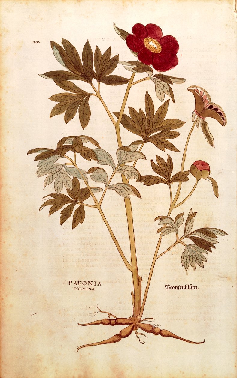 Peony - Paeonia officinalis (Paeonia foemina) by Leonhart Fuchs from De historia stirpium commentarii insignes (Notable Commentaries on the History of Plants), coloured engraving بواسطة ليونارد فوكس