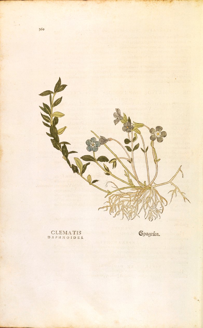 Periwinkle - Vinca minor (Clematis daphnoides) by Leonhart Fuchs from De historia stirpium commentarii insignes (Notable Commentaries on the History of Plants), coloured engraving بواسطة ليونارد فوكس