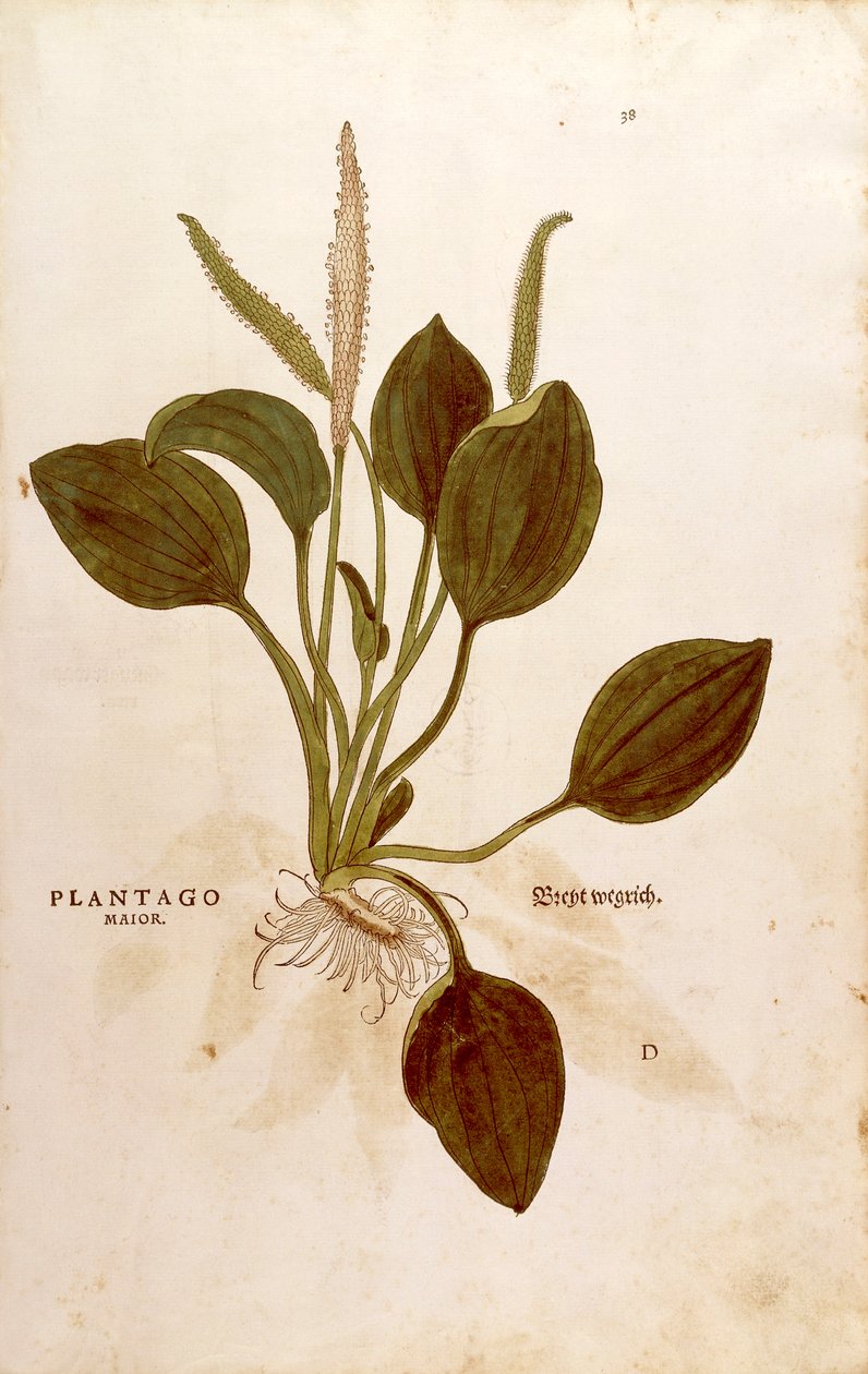 لسان الحمل (لسان الحمل الكبير) بقلم ليونهارت فوكس من De historyia stirpium commentarii insignes (تعليقات بارزة على تاريخ النباتات) نقش ملون بواسطة ليونارد فوكس