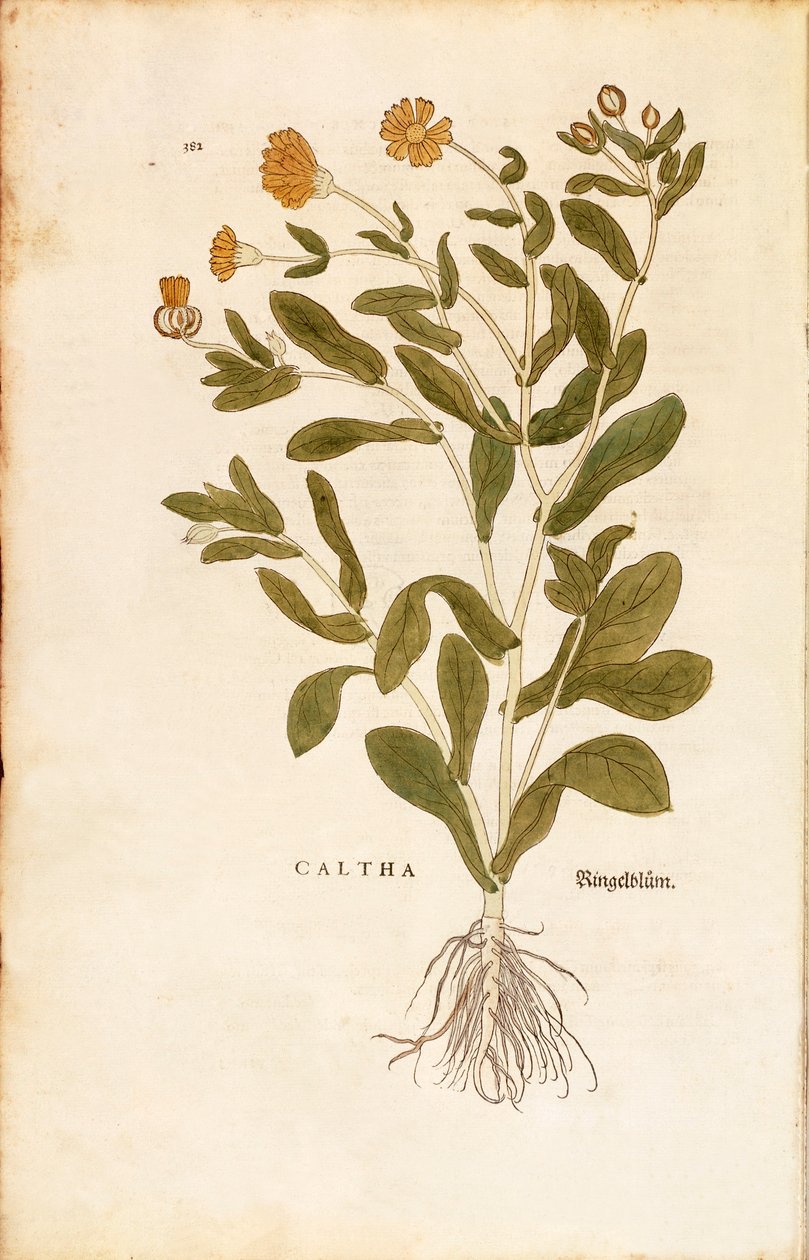 Pot marigold - Calendula officinalis (Caltha) by Leonhart Fuchs from De historia stirpium commentarii insignes (Notable Commentaries on the History of Plants) coloured engraving بواسطة ليونارد فوكس